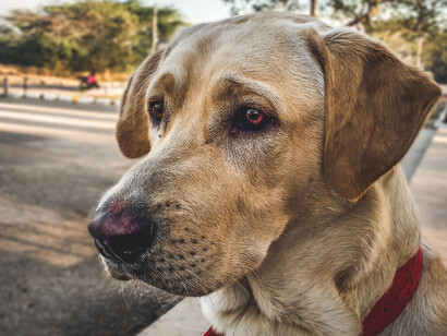 Abandon des animaux. Vous n’imaginez pas dans quel état émotionnel et psychologique nous récupérons ces pauvres chiens lâchement abandonnés à leur sort