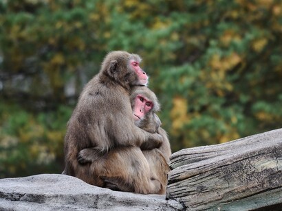 The use of arms in humans and apes began to play a fundamental role a long time ago

