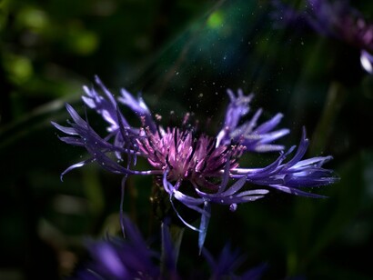 La speranza si impara, è una *Weltanschauung* nell’angoscia