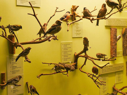 Birds of Latvia, exhibition view. Courtesy of the Latvian National Museum of Natural History