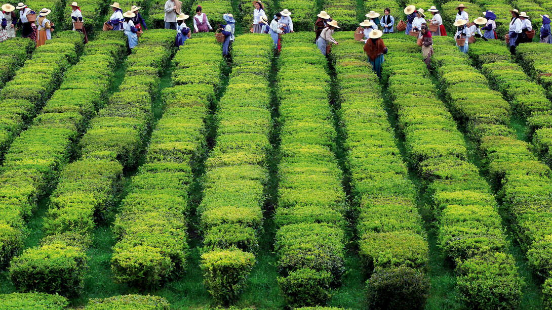 Plantação de chá nos Açores