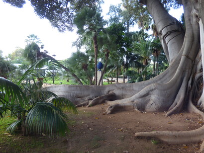 Orto botanico di Palermo, Ficus macrophylla