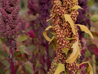 Quinoa is one type of halophyte that is tolerant to high salinity levels