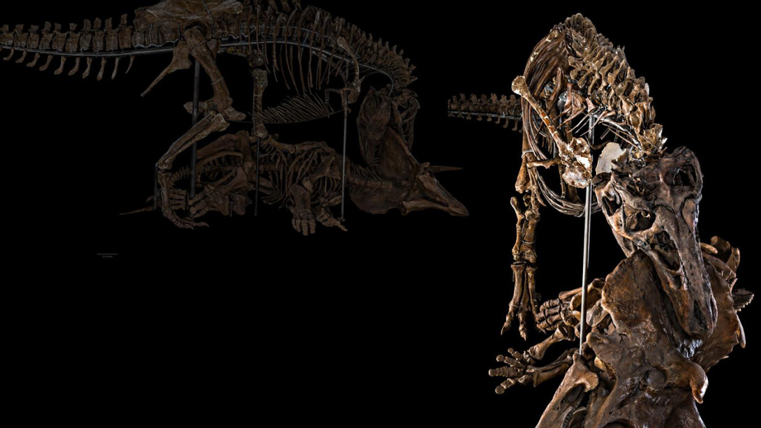 David H. Koch Hall of Fossils. Deep Time. Courtesy of Smithsonian's National Museum of Natural History