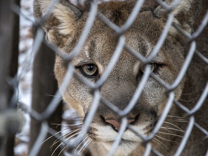 Puma all'interno di una recinzione metallica: "...abbiamo, più che costruito, distrutto, e abbiamo commesso molte ingiustizie non solo contro noi stessi ma anche contro un’infinità di animali domestici e selvatici oltre ad avere devastato il loro ambiente"