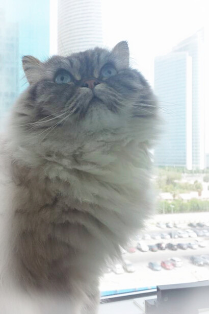 The author's cat, Manhattan, with skyscrapers in the background in Abu Dhabi, United Arab Emirates