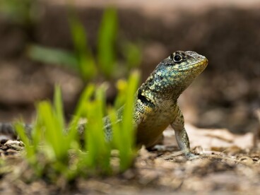 Um lagarto aparece entre a vegetação, em meio à grama, com o enquadramento próximo destacando suas texturas e características. A diversidade dos répteis atuais é também resultado de milhões de anos de adaptação e sobrevivência em diferentes ambientes