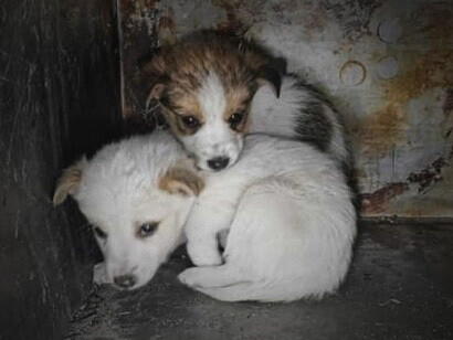 Dois cachorrinhos abandonados à sua sorte