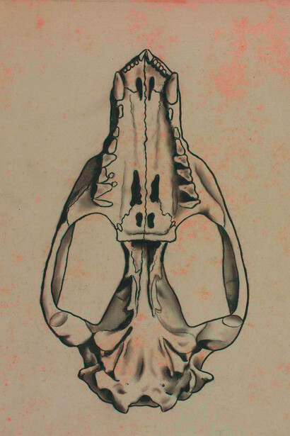 Gravura de fósseis da coleção de Peter Wilhelm Lund, paleontólogo dinamarquês