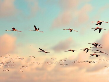 These migratory patterns respond exclusively to the conditions of the ecosystems, climate, and bioregions native to each species