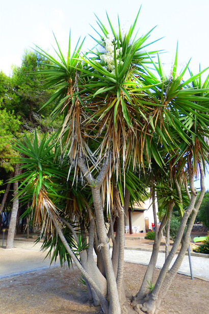 Yucca elephantipes