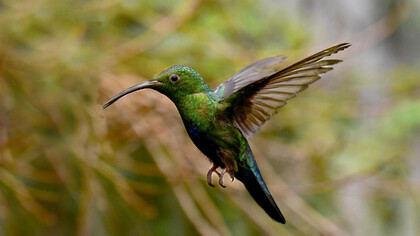 Il colibrì all'oasi di Sant’Alessio