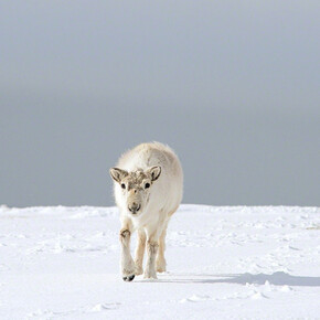 Arctic Fading. Courtesy of Soho Photo Gallery