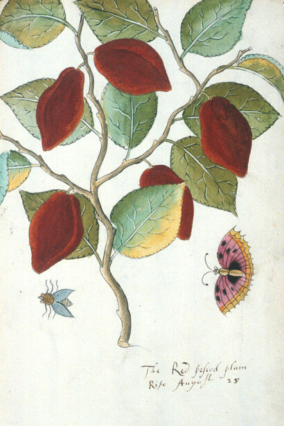 Tradescant’s Orchard. Courtesy of Garden Museum