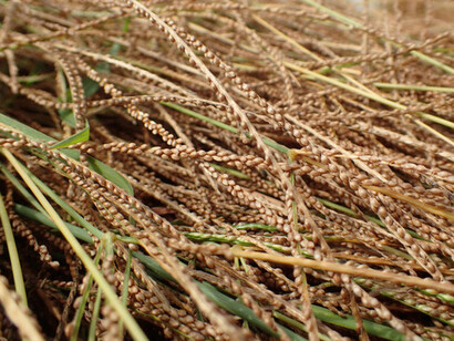  Il fonio è tra i cereali più antichi utilizzati per l'alimentazione