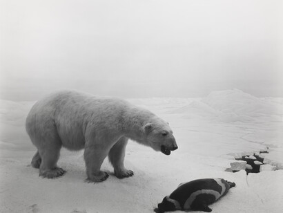 Polar Bear, Gelatin silver print, Hiroshi Sugimoto, 1976