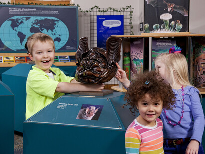 Masters of the Night. Courtesy of Florida Museum of Natural History
