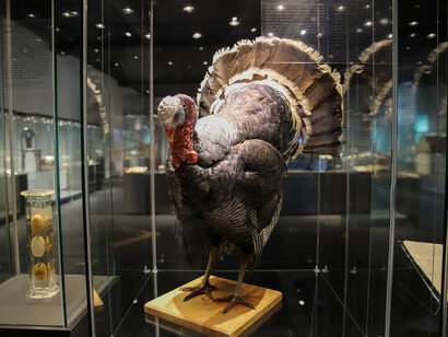 The Greatest Discovery. Courtesy of National Museum of Agriculture