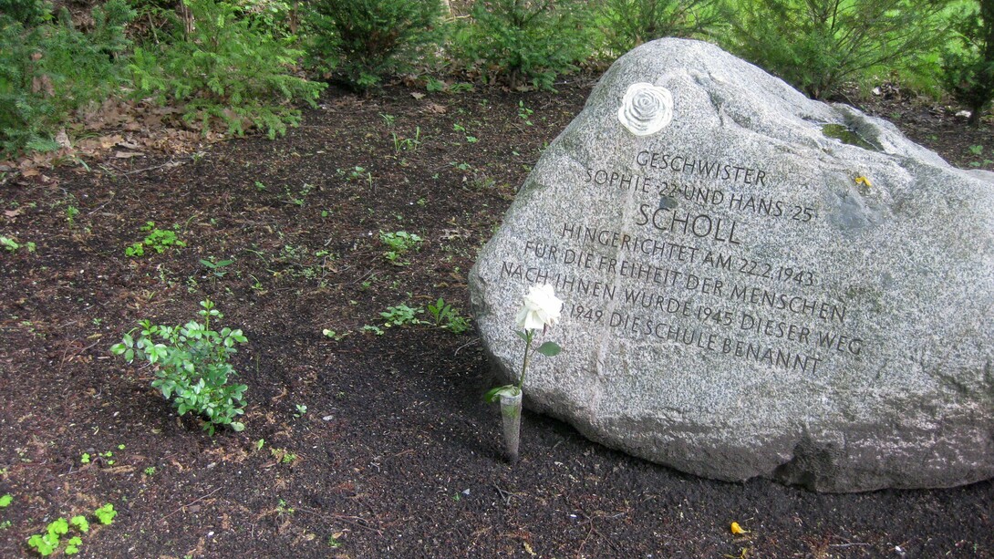 Geschwister-Scholl-Gedenkstein a Ruhland: una rosa bianca piantata il 9 maggio 2021 in occasione del 100° compleanno di Sophie Scholl, ancora non in fiore. Davanti alla pietra commemorativa, una rosa fiorita