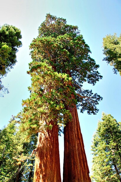 Les arbres possèdent une aura puissante