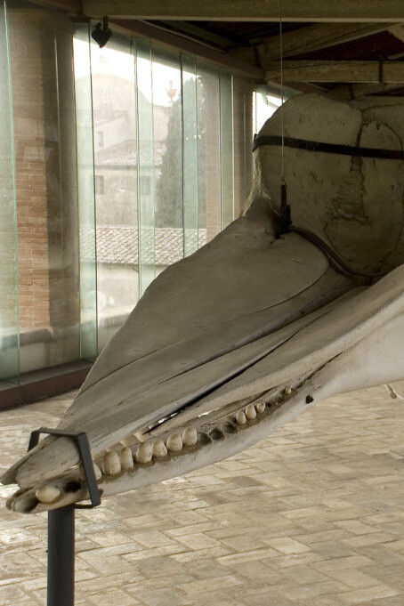 Cetaceans gallery. Courtesy of Museo di Storia Naturale