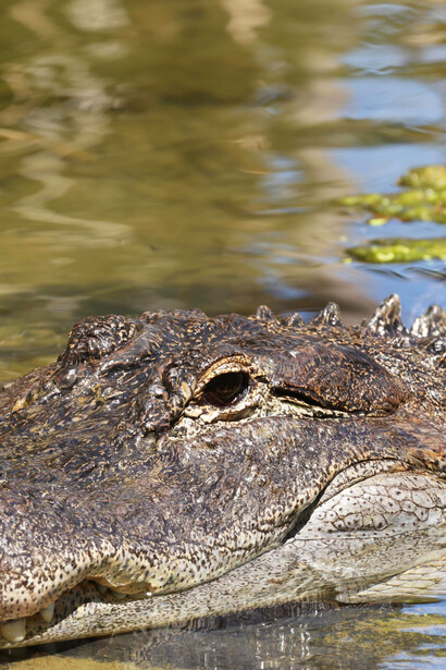 A sobrevivência dos crocodilos após a extinção dos dinossauros é um exemplo de resiliência evolutiva, garantindo seu lugar como predadores temidos até hoje