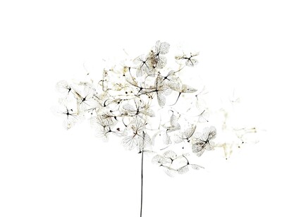 Desnudos como en el momento de nacer