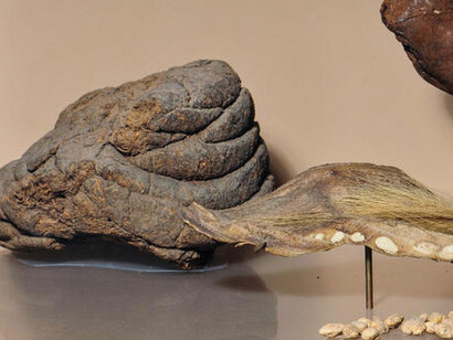 Hall of South American Peoples. Courtesy of American Museum of Natural History