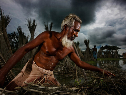 Gaibandah, Bangladesh, agricultores trabajan para limpiar los arrozales dañados dañadas por las inundaciones anuales. Fotografía Brent Stirton, 2008   