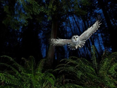 The flight path, Connor Stefanison (Canada), © Connor Stefanison/ Wildlife Photographer of the Year 2013
