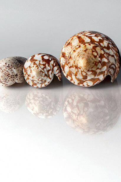 Molluscs. Courtesy of Museum für Naturkunde