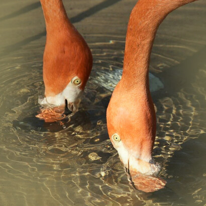 Flamencos alimentándose, nótese el pico dentro del agua