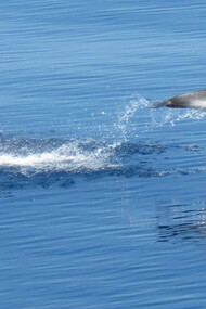Una Stenella nel Santuario dei Cetacei in Toscana