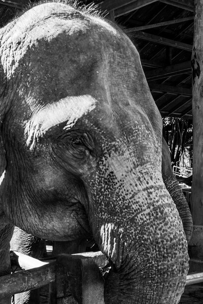 Refugio de elefantes en Chiang Mai, Tailandia