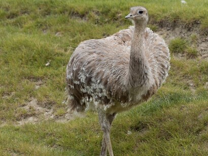 El cuidado de esta especie por humanos puede suponer un inconveniente para, por ejemplo, sus hábitos alimenticios