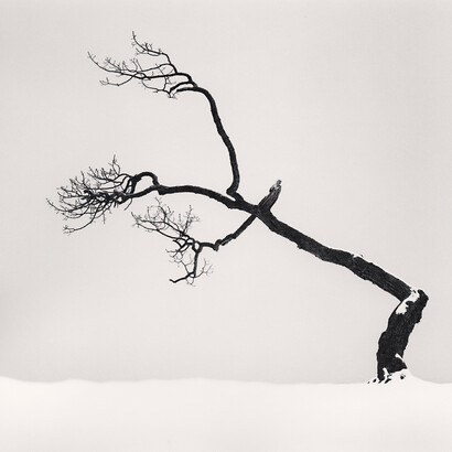 Michael Kenna, *Kussharo Lake Tree*, Study 6, Kotan, Hokkaido, Japan, 2007 ed.   