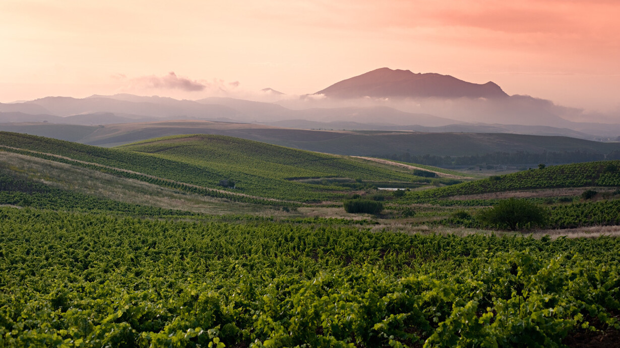 Vigneti di Sicilia