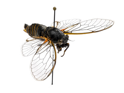 Insects. Courtesy of Tadas Ivanauskas Zoological Museum