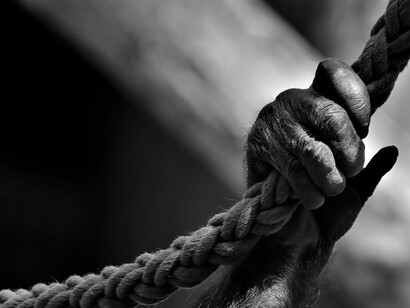 Grazie al sacrificio di molti animali, soprattutto scimmie sono state debellate malattie molto pericolose per l’uomo