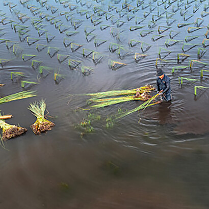 Two people harvesting crops in floodwaters, highlighting the impact of climate change on farming