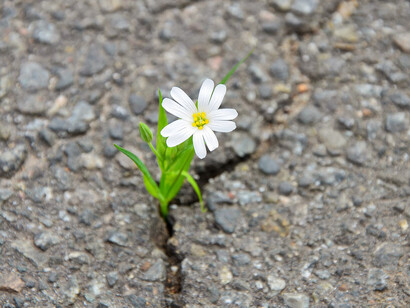 Resiliência ou superar as dificuldades