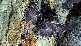 Lichene : i licheni sono organismi simbionti derivanti dall'associazione di due individui: un organismo autotrofo - un cianobatterio o un'alga, e uno eterotrofo, un fungo, in genere un ascomicete o un basidiomicete