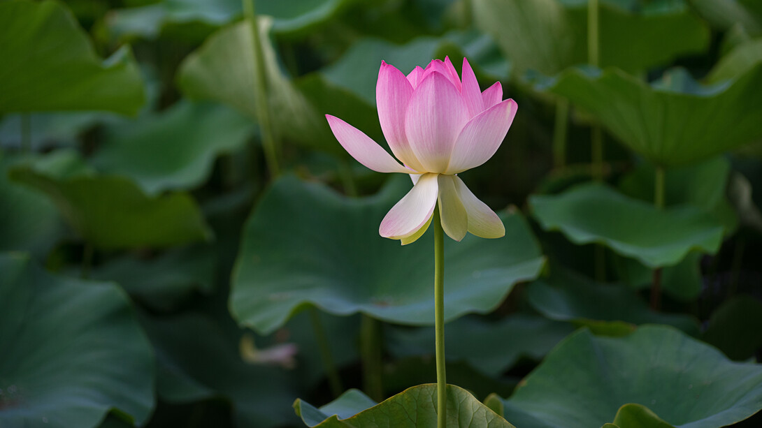 Un ponte tra la terra e il cielo