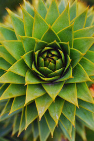 Cono femenino de «Araucaria araucana»