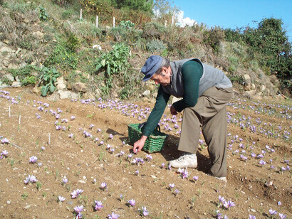 Raccolta di fiori di zafferano  a Campiglia