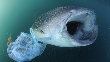 Over a few decades, humans have managed to dump tons upon tons of garbage into the ocean