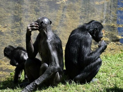 Alcuni scimpanzé possono conoscere il valore terapeutico di alcune erbe