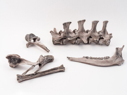 Emerge/Evolve. Courtesy of Bellevue Arts Museum