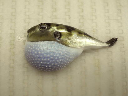 Criatura tan extraña