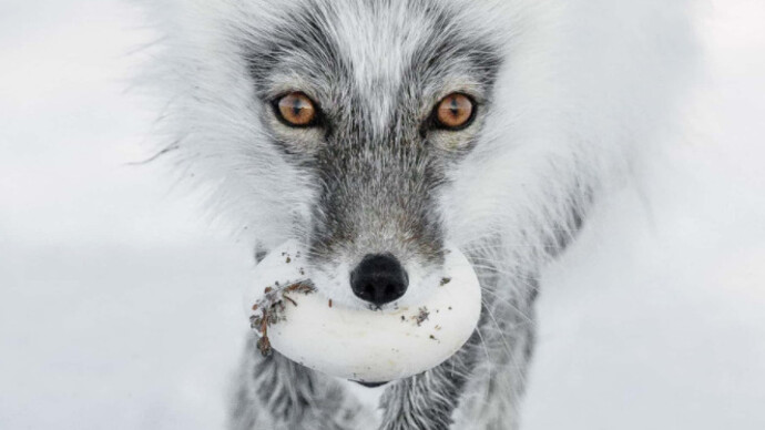 Wildlife Photographer of the Year. Courtesy of ROM 